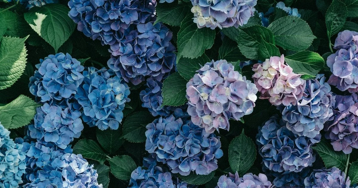 Пишні гортензії синіх і рожевих відтінків для обрізки у січні
