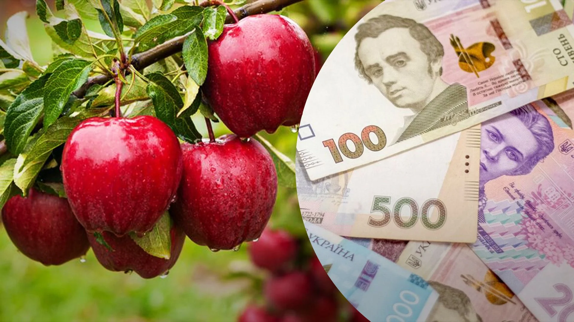Красные яблоки на ветке рядом с гривнами, подорожание на 20%