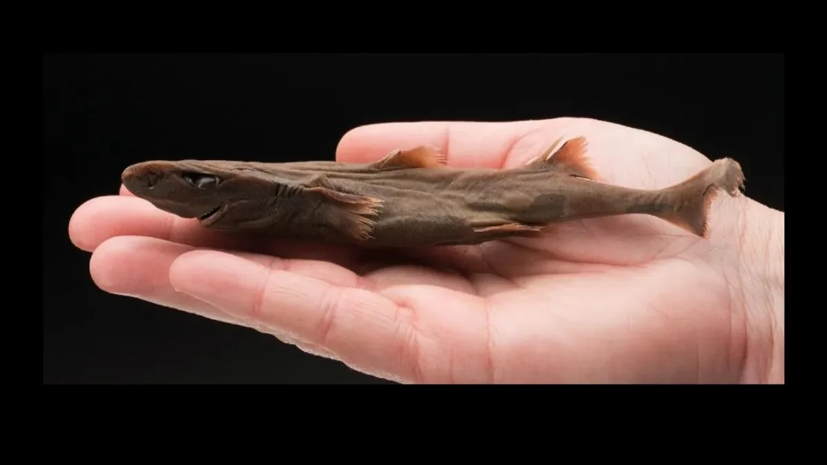 Єдина кишенькова акула Molisquama mississippiensis на долоні