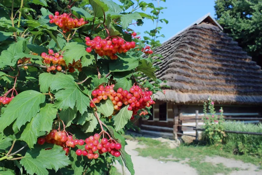 Калина з червоними ягодами росте біля традиційного українського дому