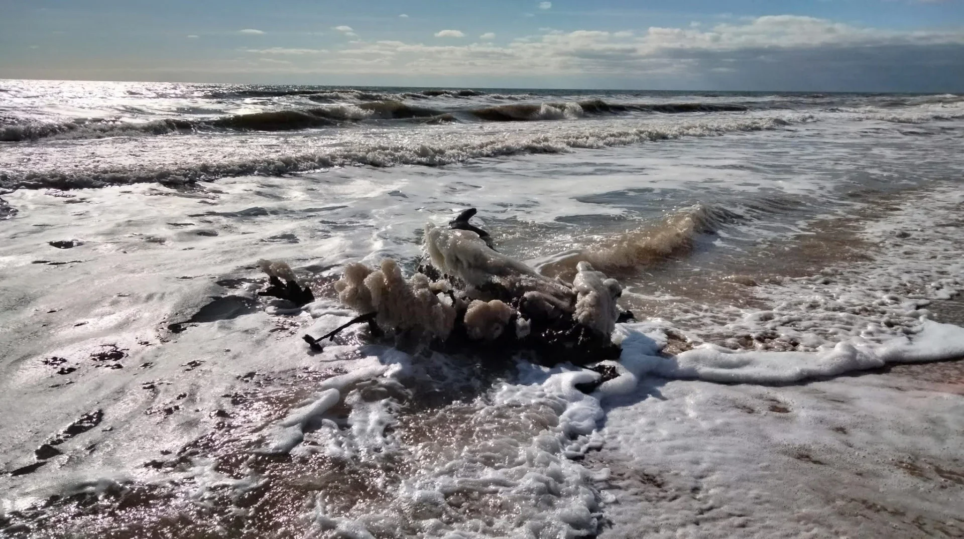 Мёртвые чёрношеие поганки на побережье Чёрного моря после разлива нефти