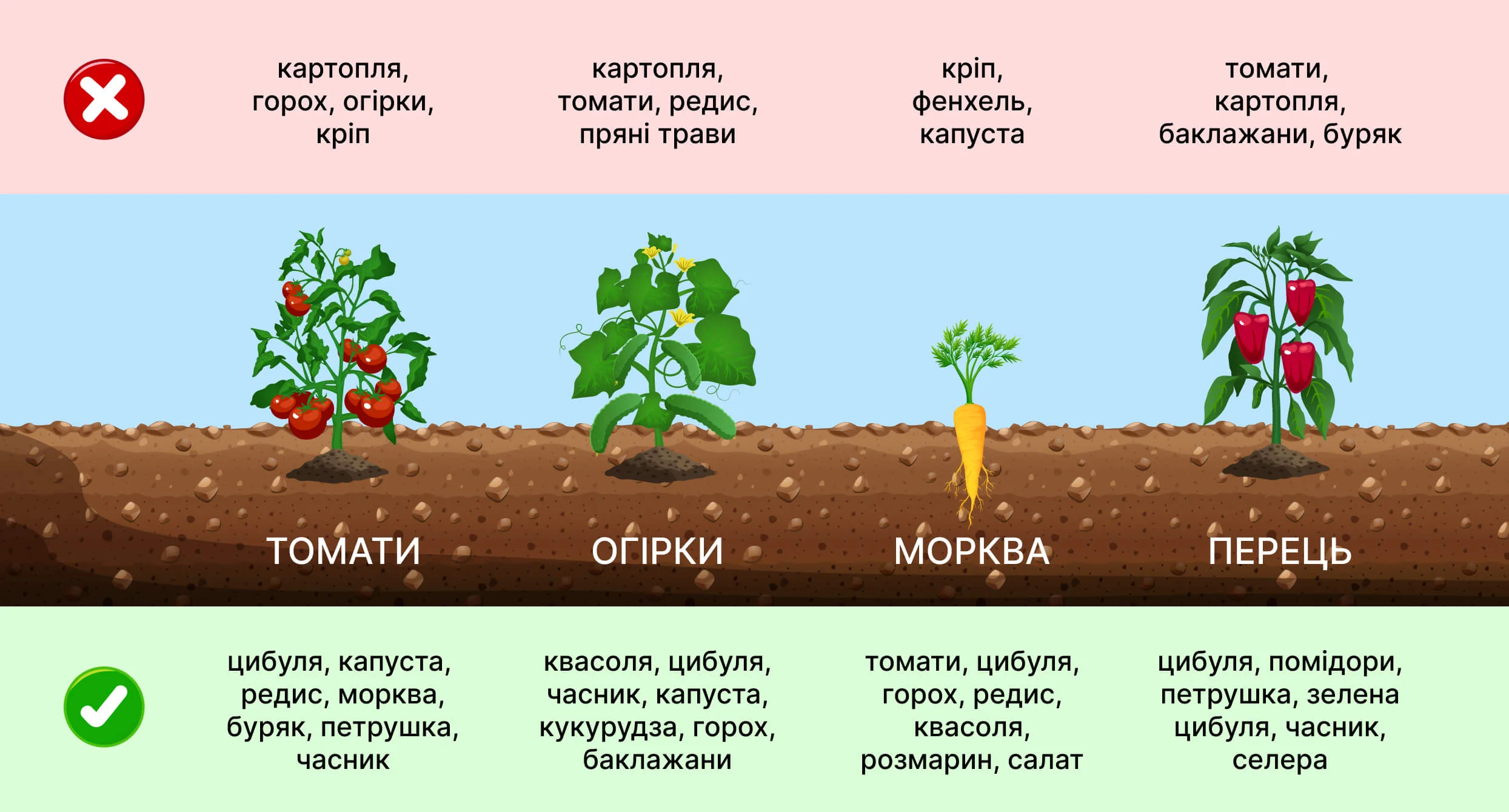 Рослини, які не садити з помідорами: рапс, огірок, томат, фенхель, картопля