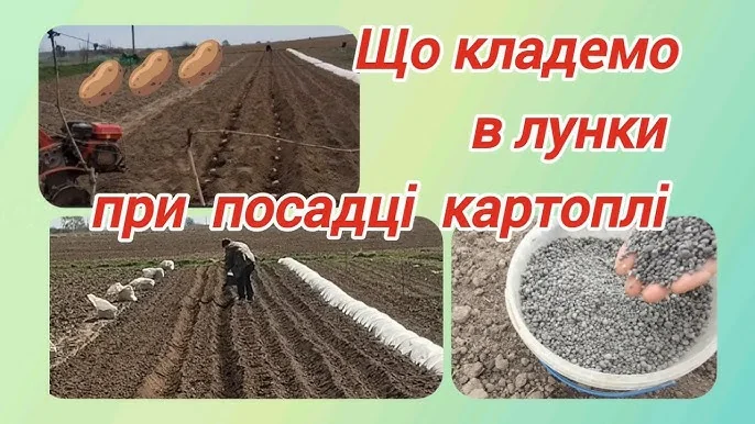 Секретна подушка з попелу в лунках при посадці картоплі для подвоєння врожаю