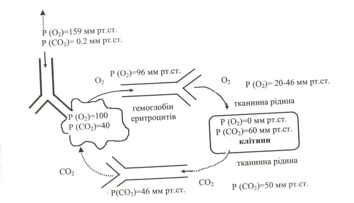 Схема транспорту CO₂ в крові: бікарбонат, розчинений газ, гемоглобін та O₂.