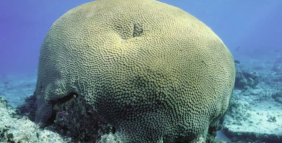 Гігантський корал Porites віком понад 2000 років на Маріанських островах.