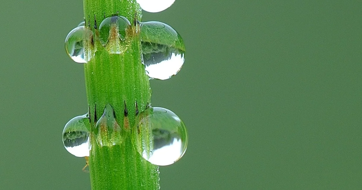 Краплі води на стеблі хвоща Equisetum, що набувають позаземного ізотопного складу