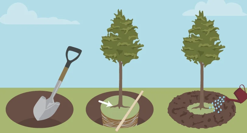 Етапи весняної посадки дерев: копання ями лопатою, висадка саджанця з опорою, полив лійкою