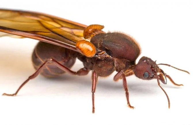 Королева мурахи Temnothorax kinomurai з незаплідненими яйцями партеногенезу