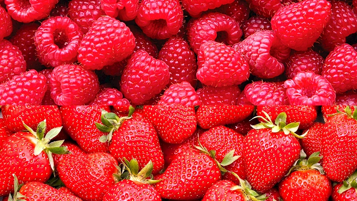 Малина та полуниця поруч: погані сусіди, що призводять до всихання кущів