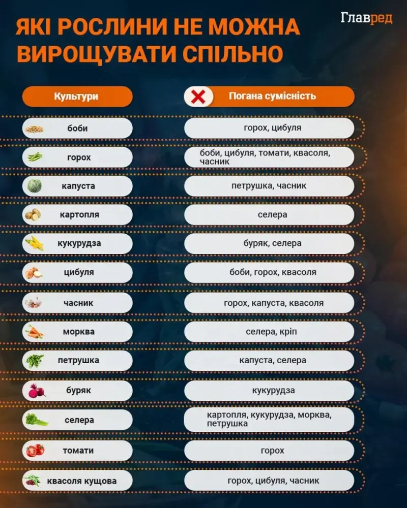 Рослини, яких не садити поруч із капустою: полуниця, томати, виноград, перець