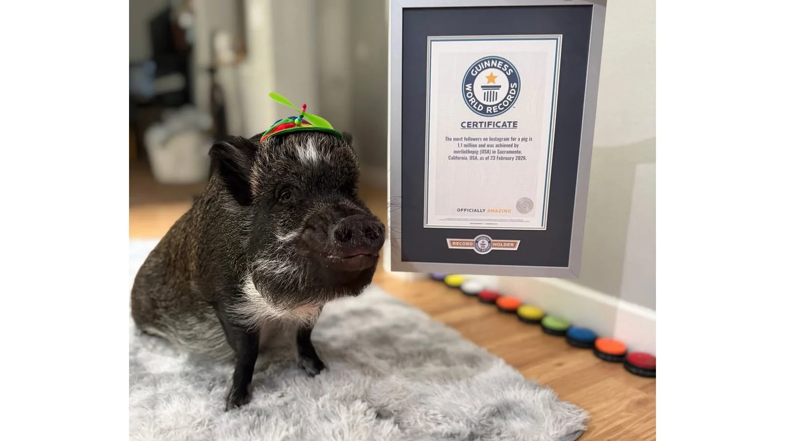 Свиня Мерлін у зеленому капелюсі з сертифікатом рекорду Guinness World Records