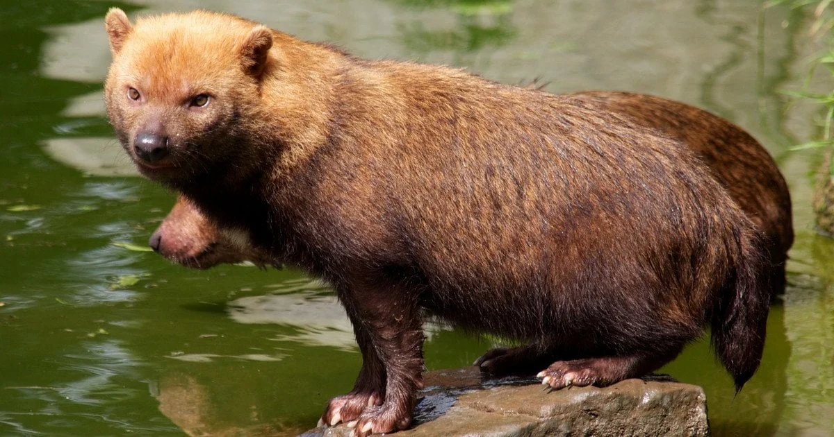 Видроподібний кущовий собака Speothos venaticus стоїть на камені біля води