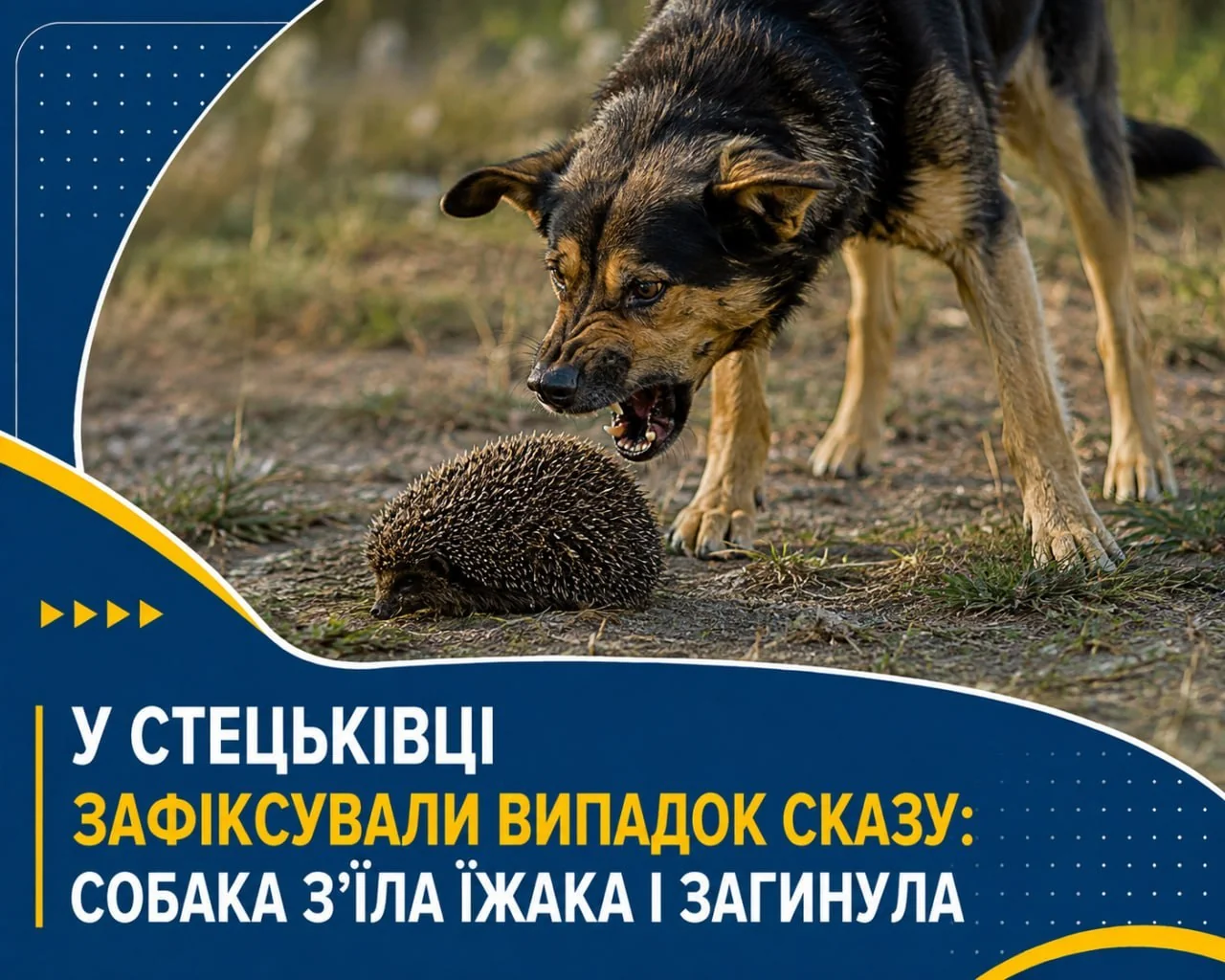Агресивний собака з відкритою пащею нахилився до їжака на ґрунті